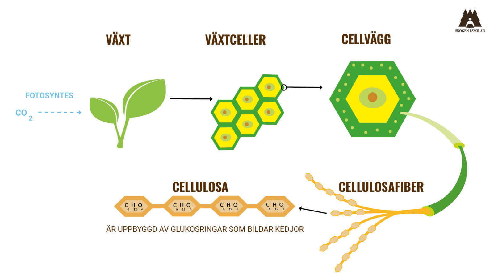 Illustration som visar uppbyggnaden av växtceller.
