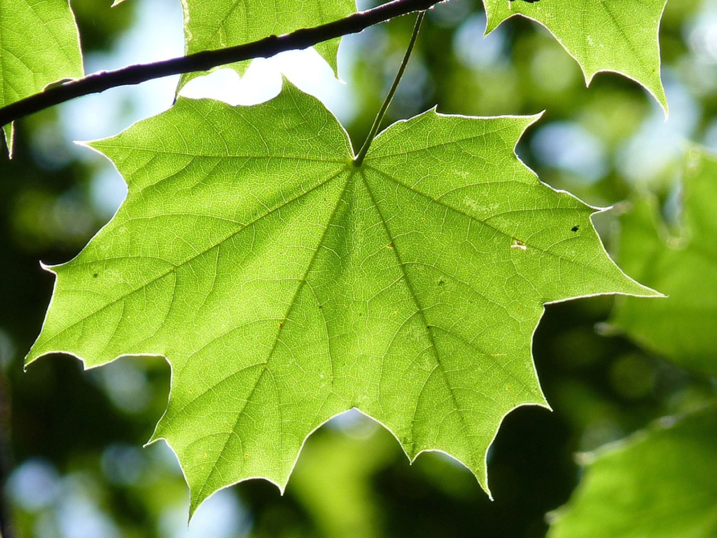 Trädet som ekosystem - Skogen i Skolan