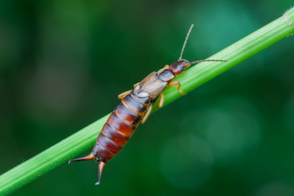 Tittar Insect Mitt liv som insekt - Skogen i Skolan