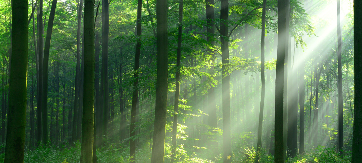 Filmer – VR-skogar