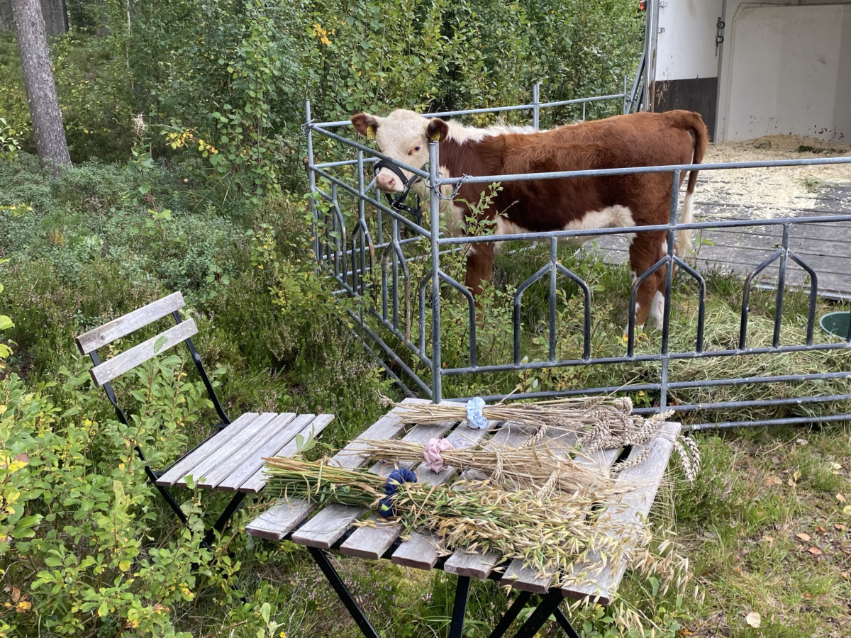 Skogsdag i region Dalarna-Gävleborg
