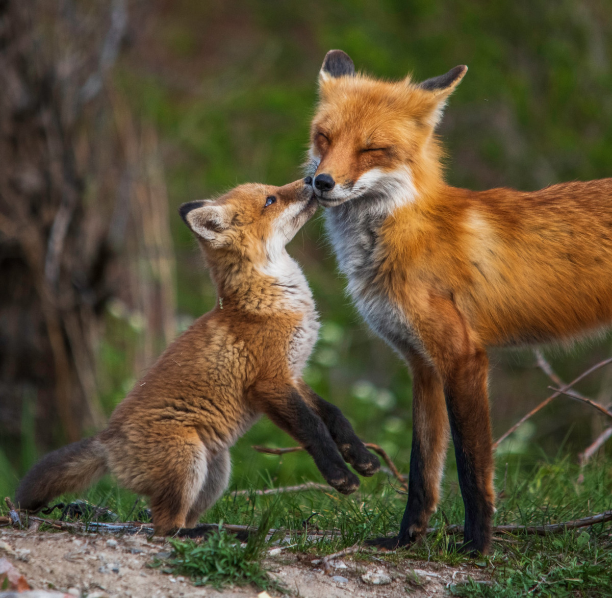 ”Nya” Naturtolvan