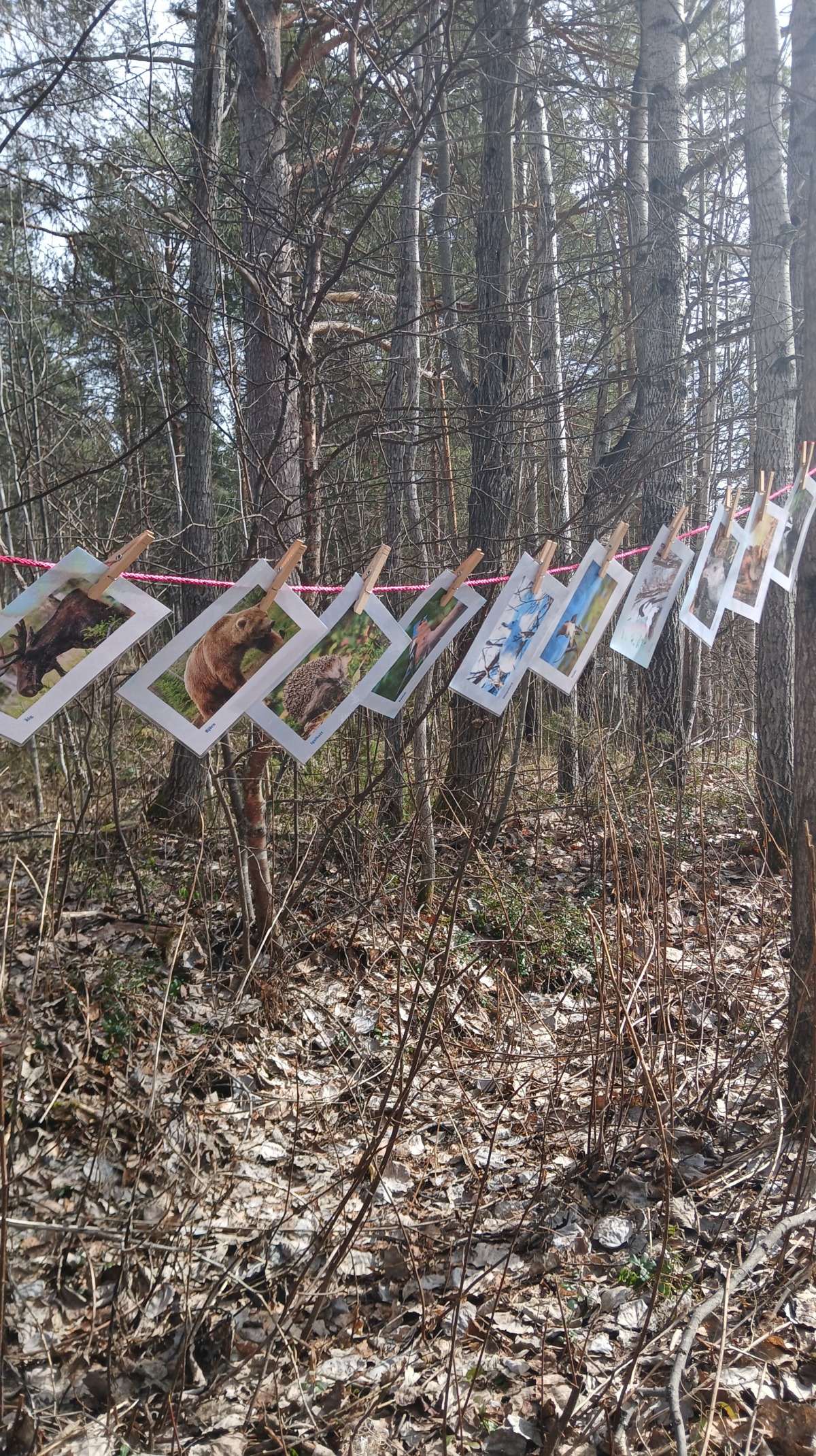 Lära om skog och natur